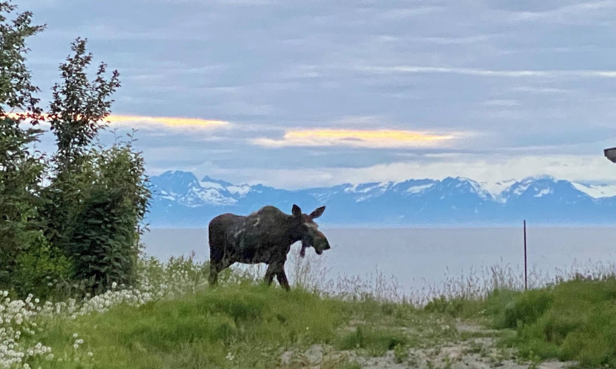 Kenai Apartment | 308 Moose Unit - Kenai Minutes from downtown and two blocks to the Beach!