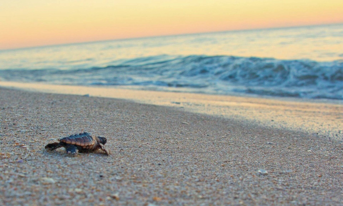 Melbourne Beach House | Surfing Buddha Family Beach House - walk to beach - pet friendly