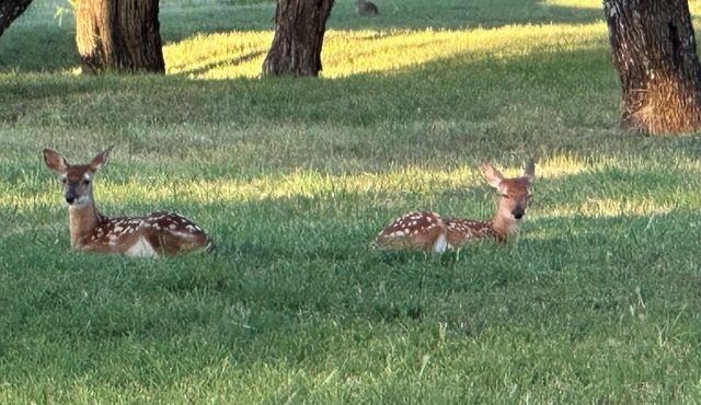 Deer Haven - Sleeps 8-10, 3BR-2BA; 12 miles to Rocker B; .5 mi to 3 boat ramps.
