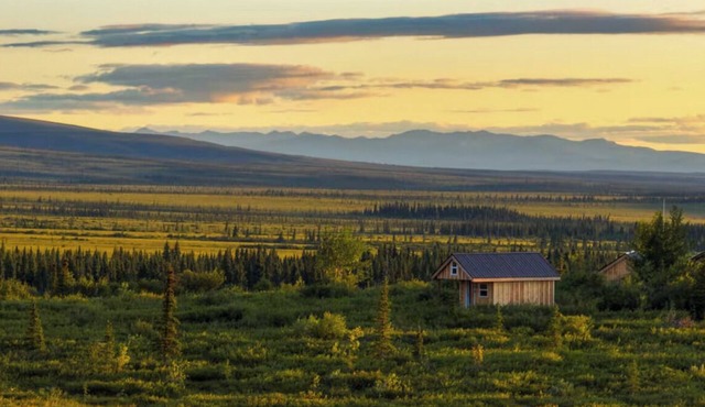 Into the Wild Cabin