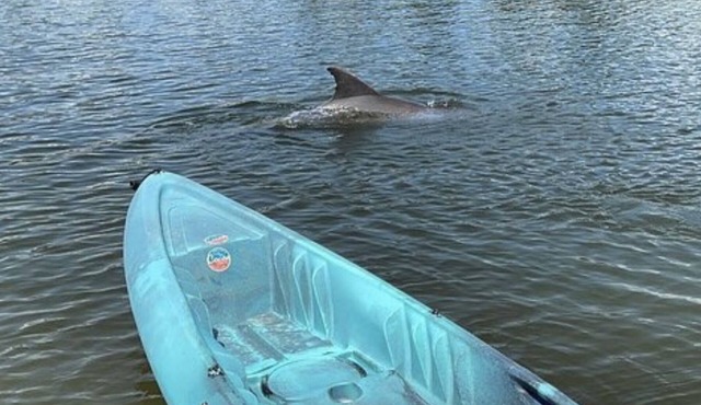 Stay Where Dolphins Play,Water Front