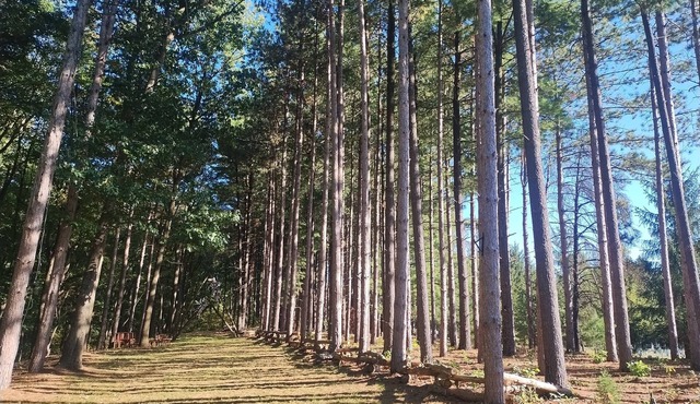 Tranquil Country Stay Among Pines 6 miles from Culver. 39 mile from Notre Dame.