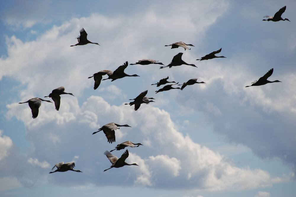 Photo of Others in Homer