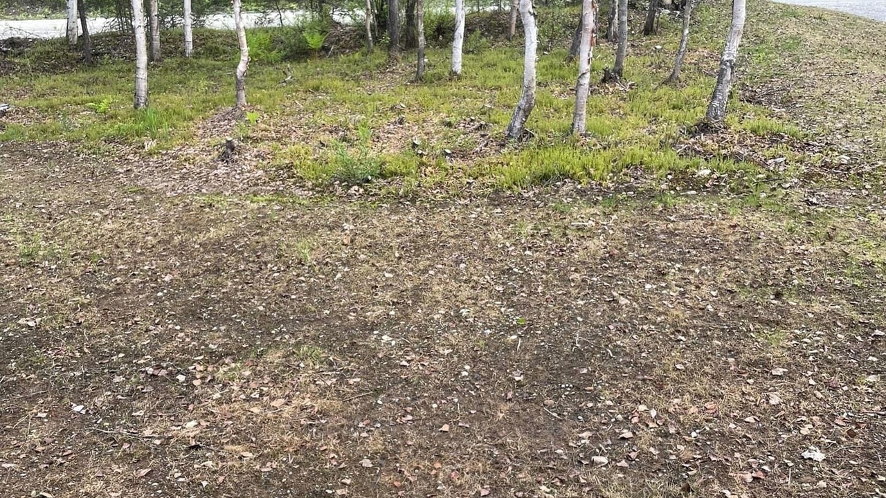 Photo of Outdoor in Susitna North
