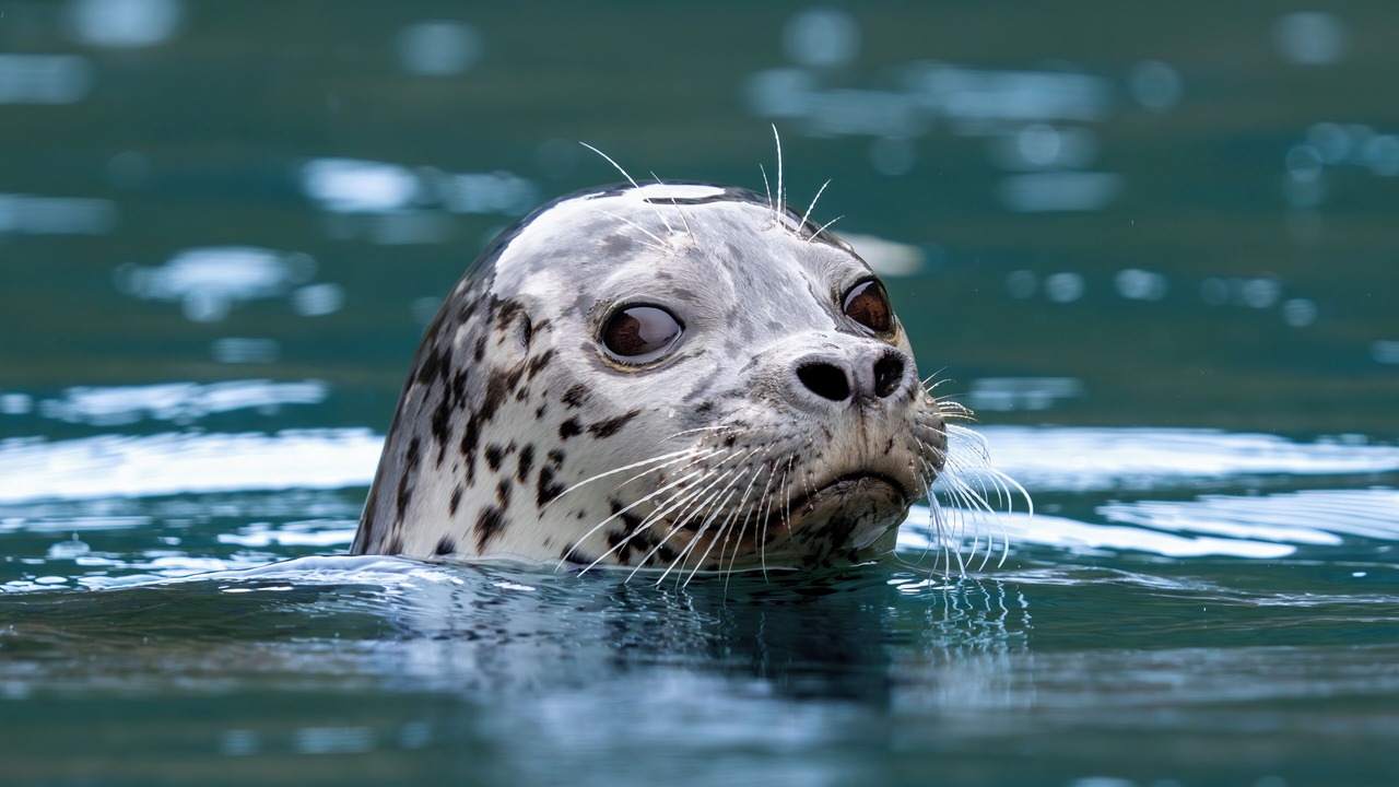 Photo of Others in Seward