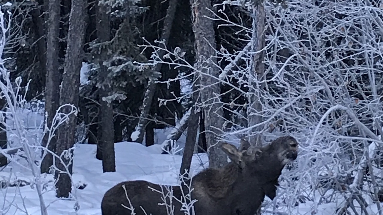 Photo of Outdoor in Fairbanks