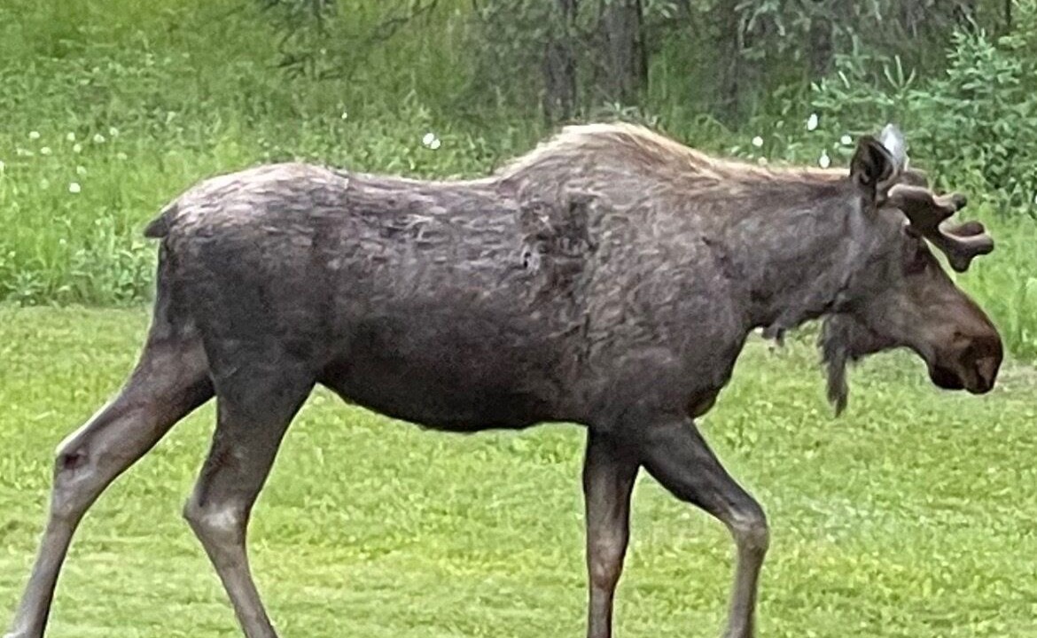 Photo of Outdoor in Kalifornsky