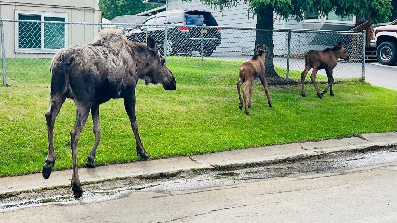 Photo of Others in Bayshore - Klatt