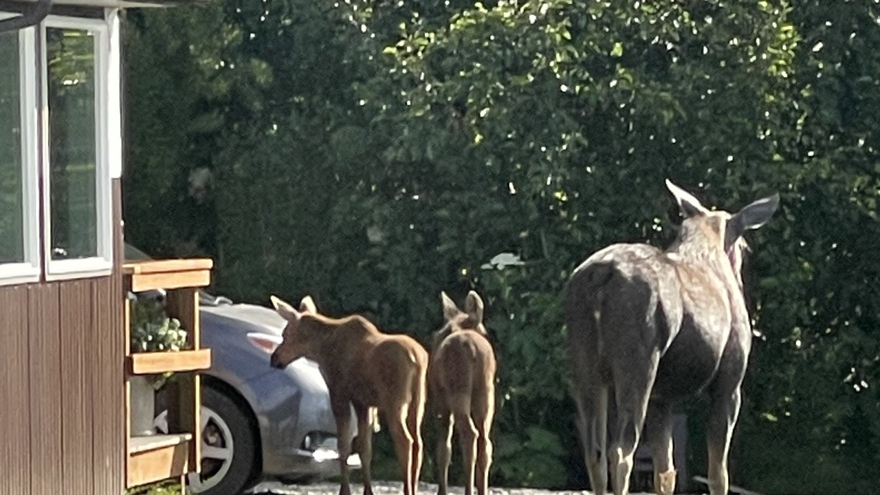 Photo of Outdoor in Homer