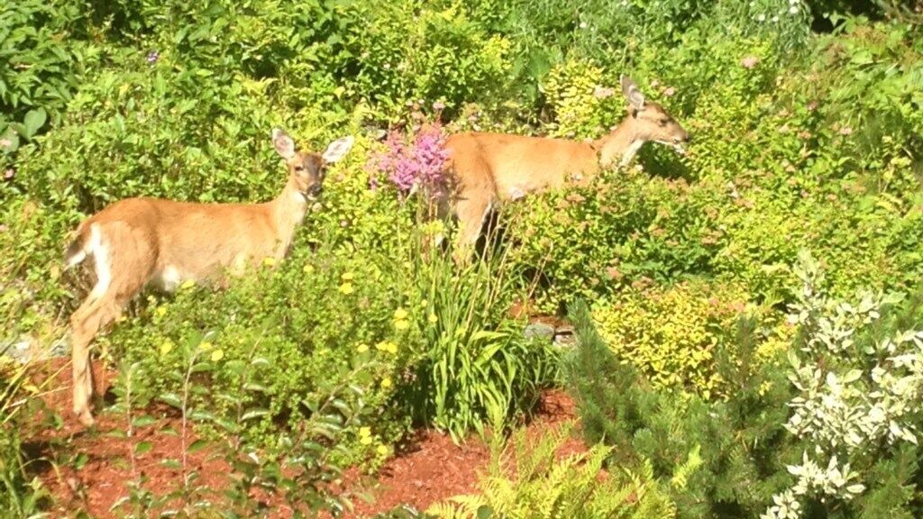 Photo of Outdoor in Juneau