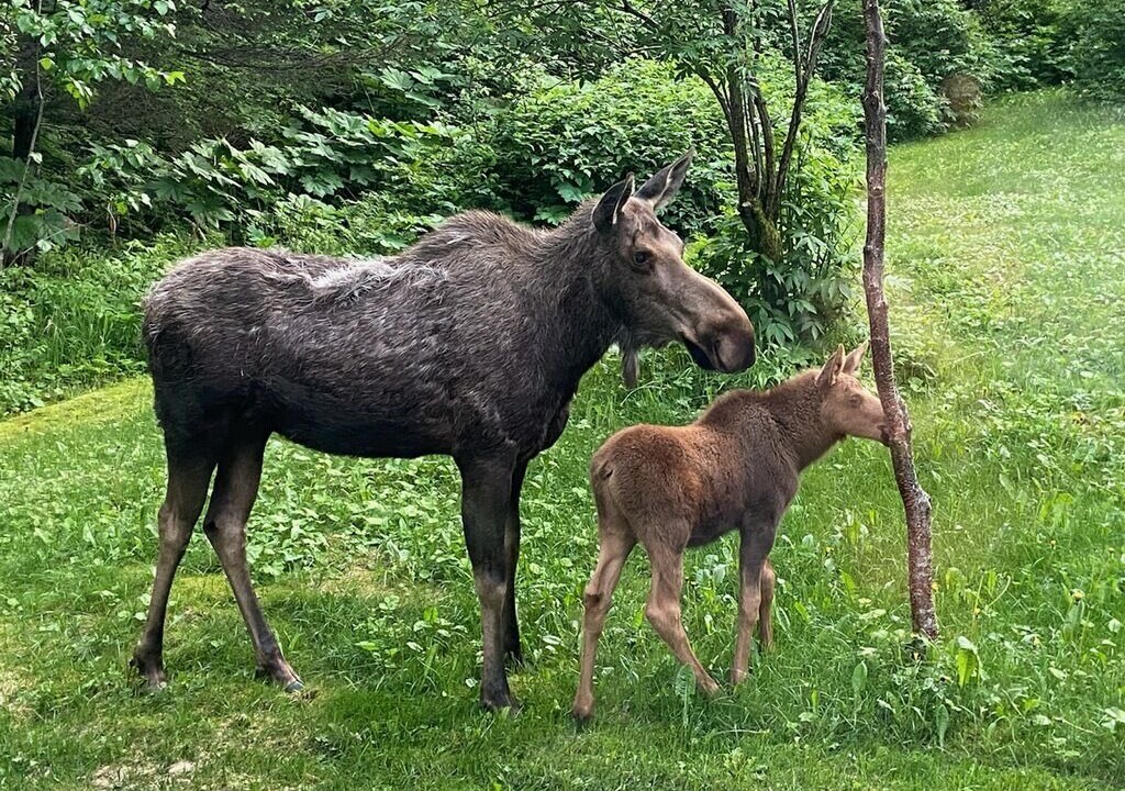 Photo of Others in Seward