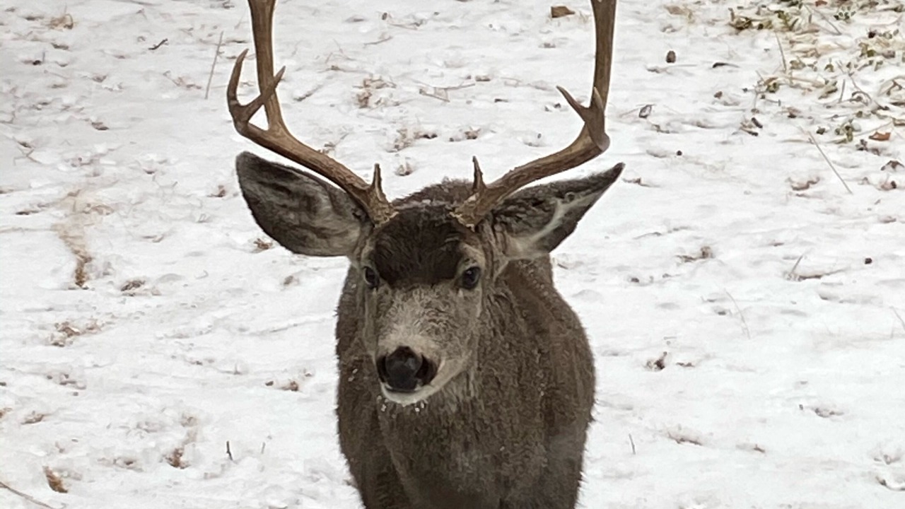 Photo of Others in Ruidoso