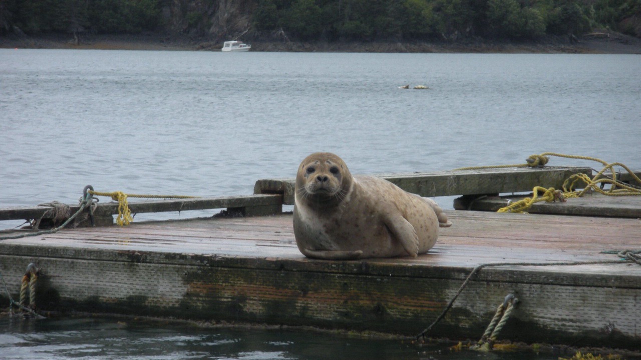 Photo of Others in Homer