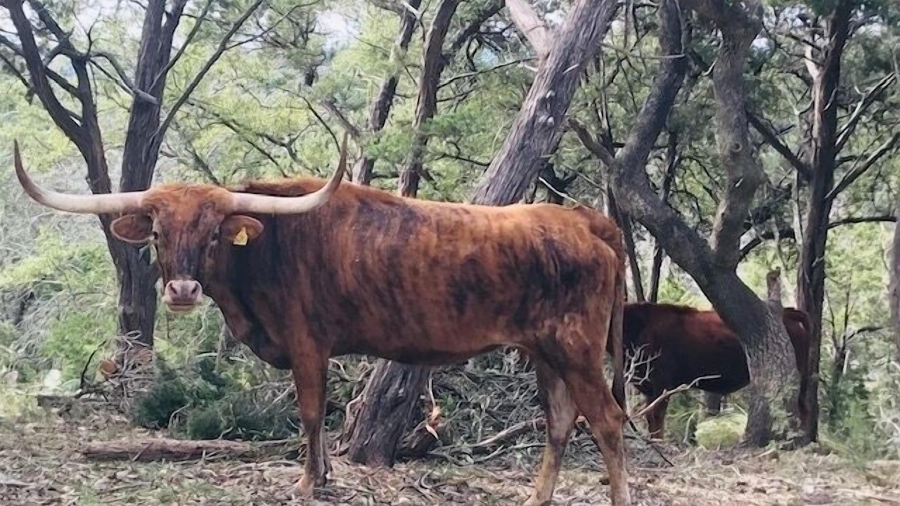Photo of Others in Canyon Lake