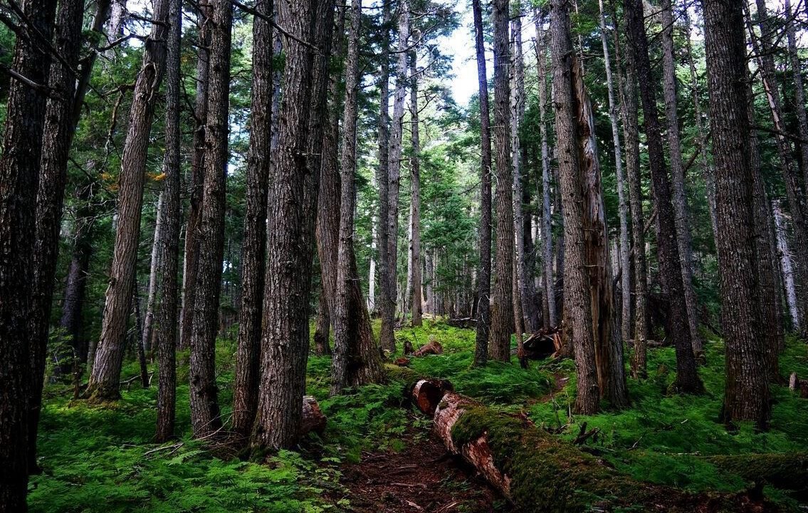 Photo of Outdoor in Alyeska