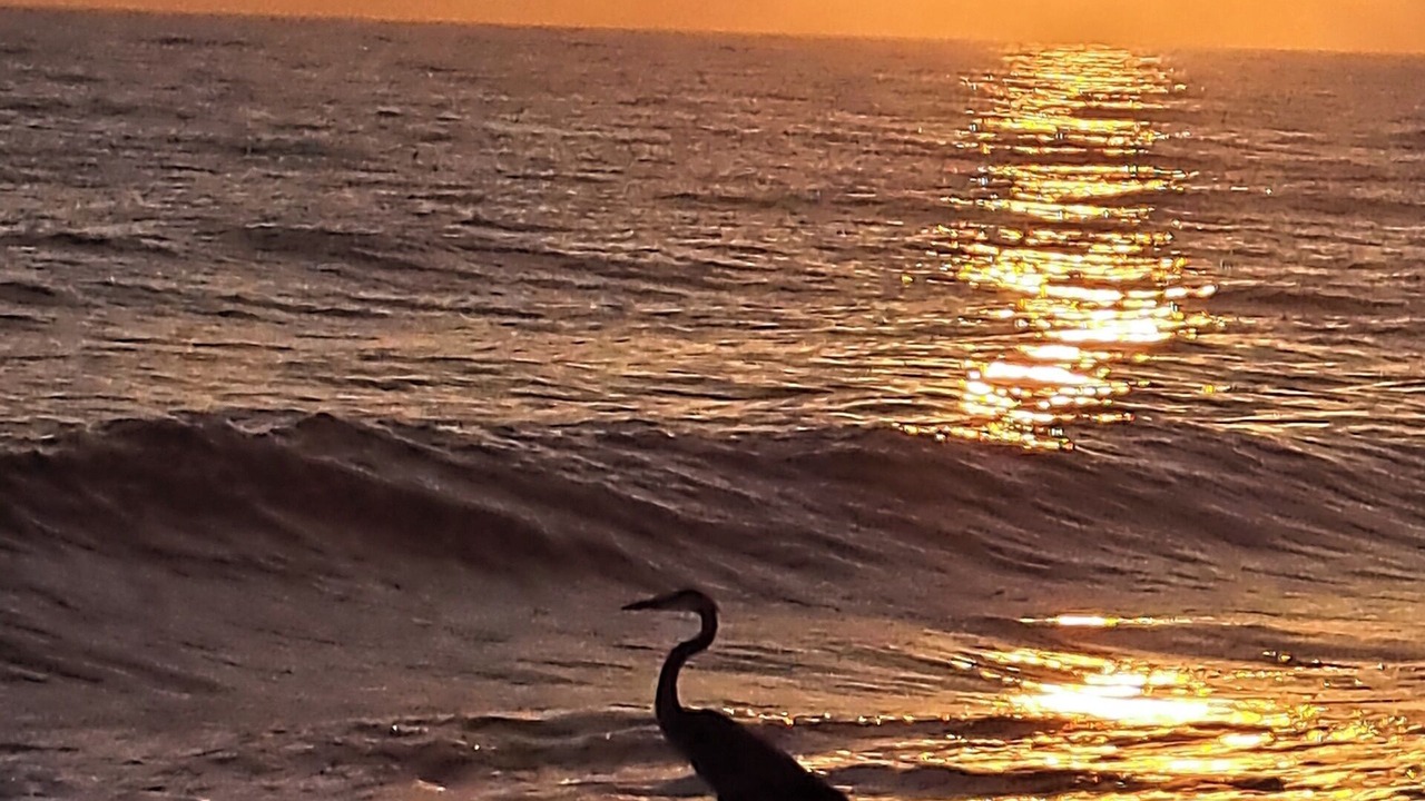 Photo of Others in Melbourne Beach