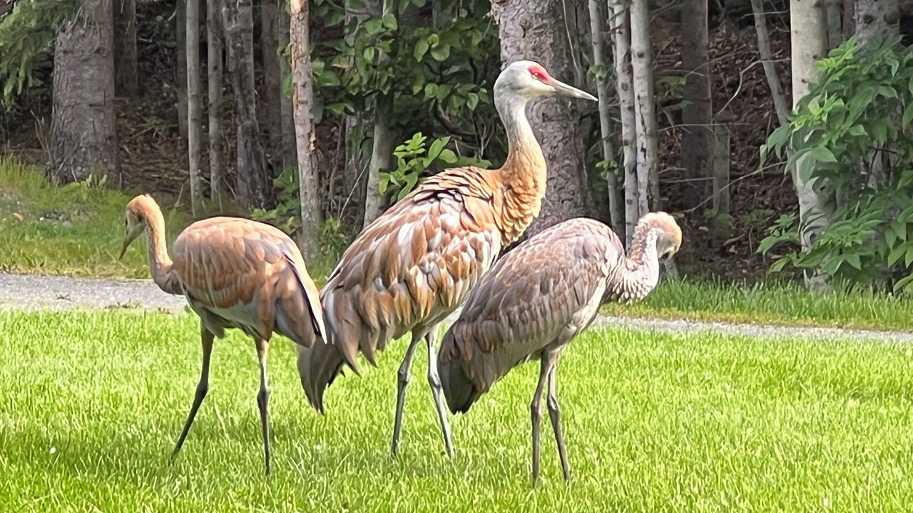 Photo of Others in Homer