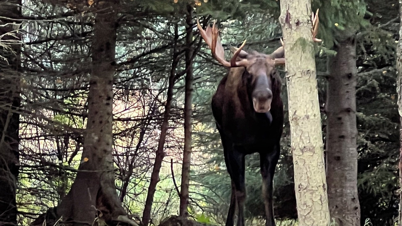 Photo of Others in Homer