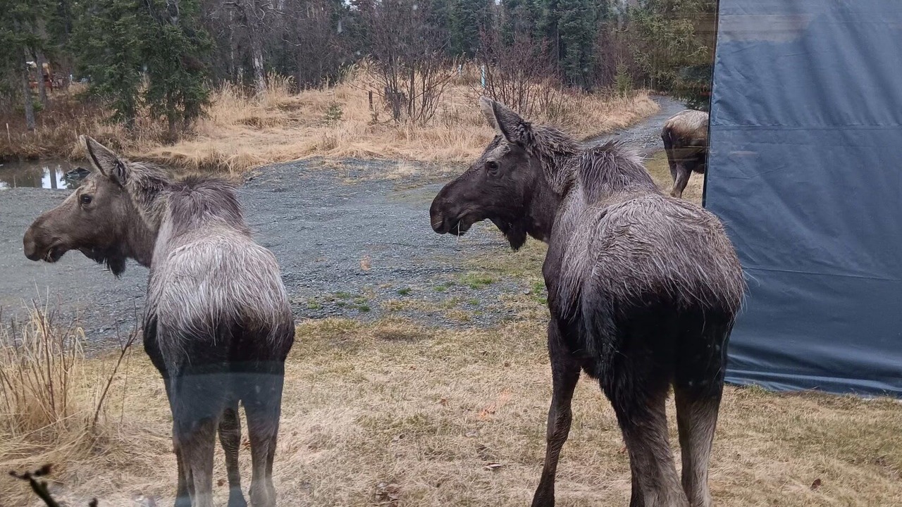 Photo of Others in Cohoe