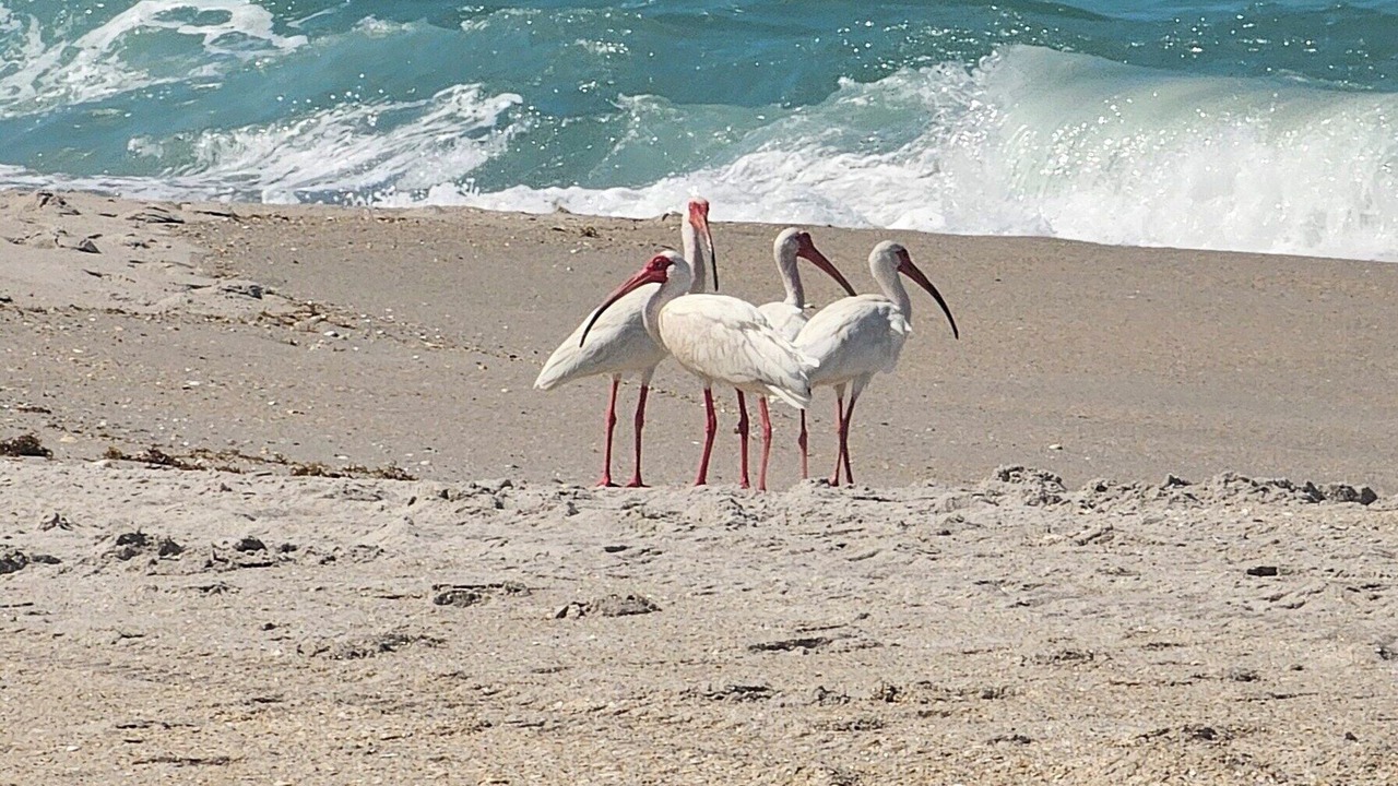 Photo of Others in Melbourne Beach