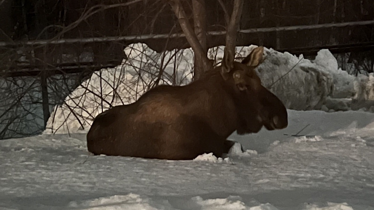 Photo of Others in North Star