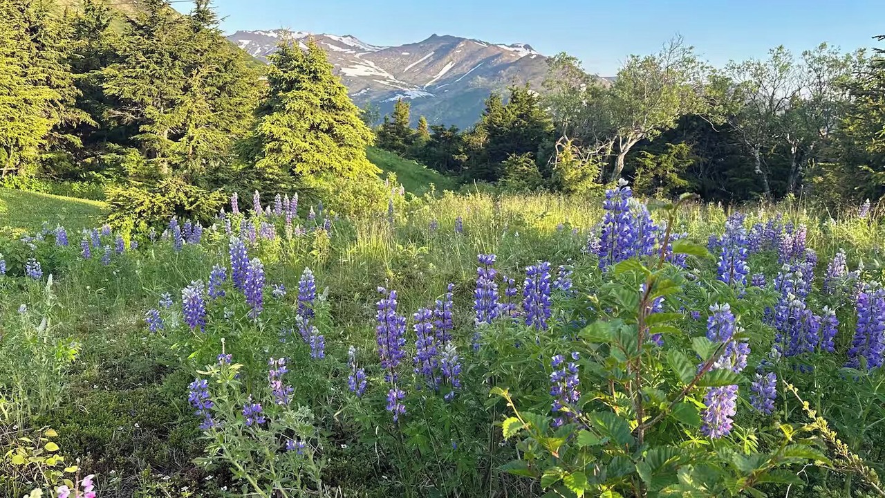 Photo of Others in Anchorage