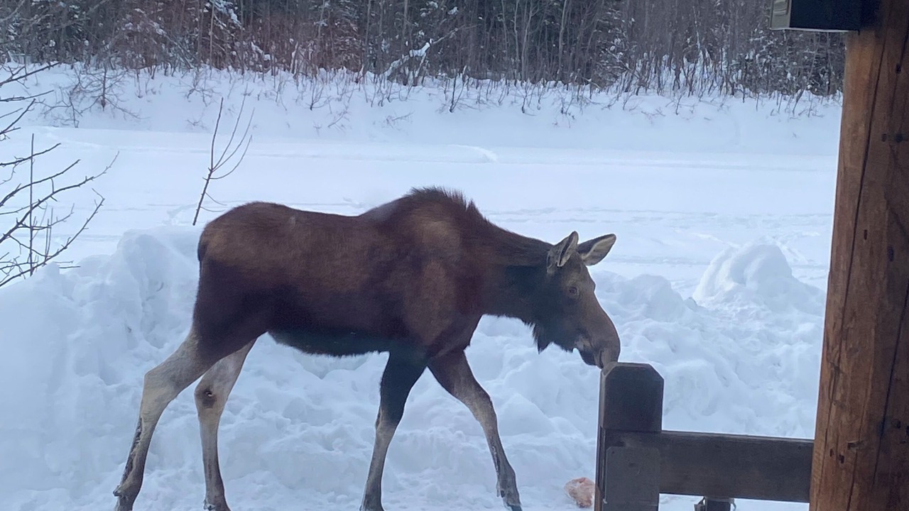 Photo of Others in Fairbanks
