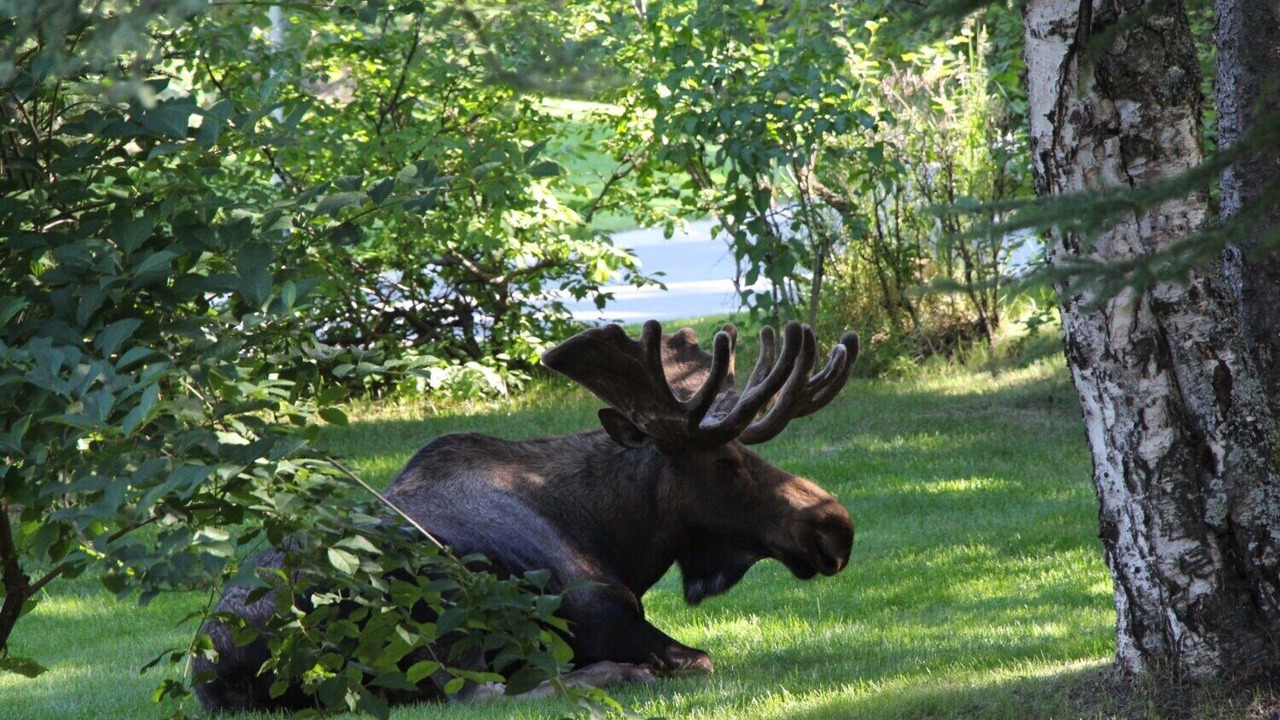 Photo of Others in Susitna North