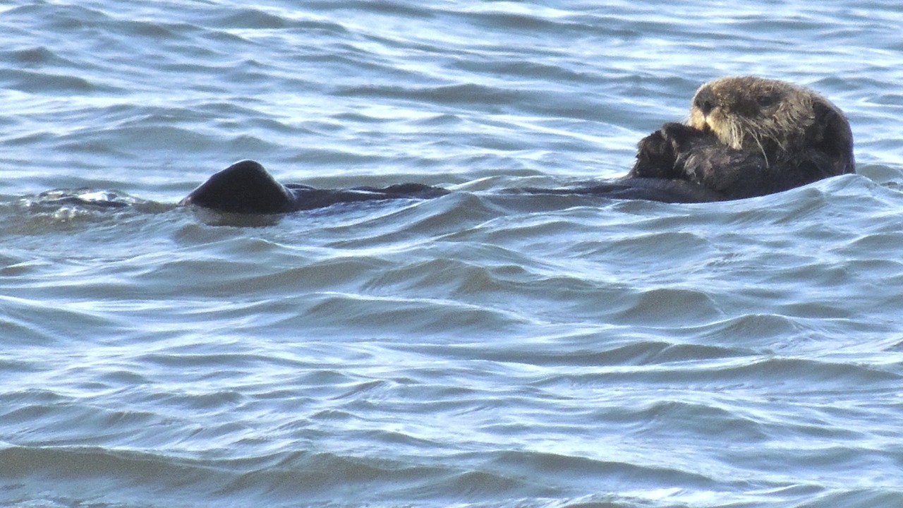 Photo of Others in Homer