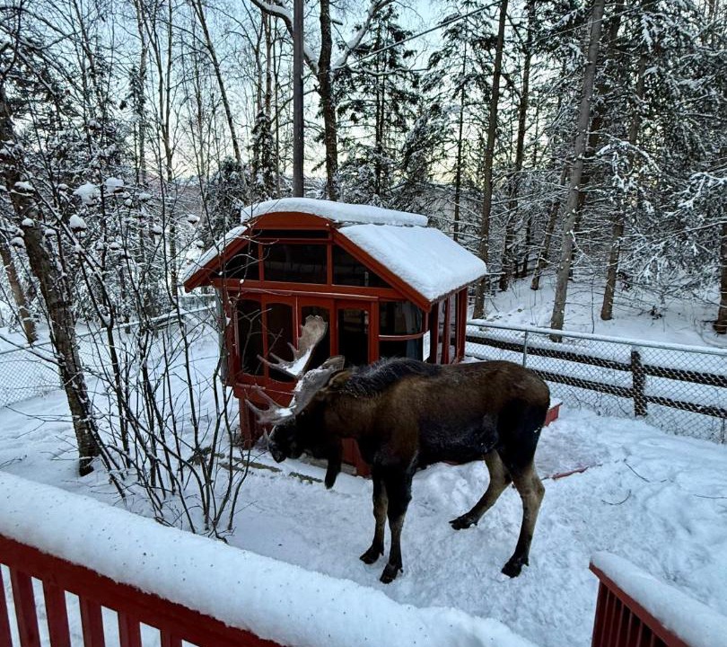 Photo of Others in Northeast Anchorage